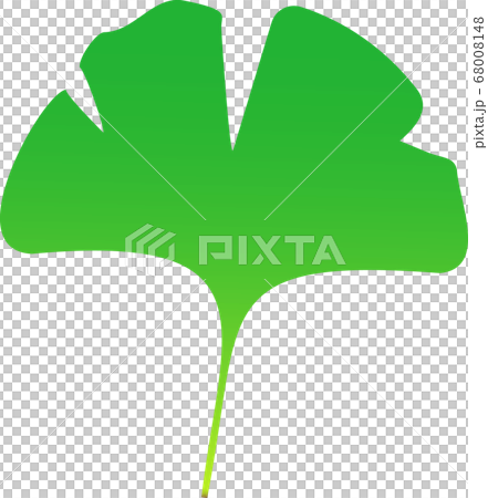 緑の銀杏 イチョウ の葉のイラスト素材4のイラスト素材