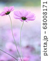 ピンク色のかわいいコスモス 68008171