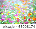 カラフルなコスモス 68008174