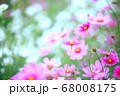ピンクとホワイトのコスモス 68008175