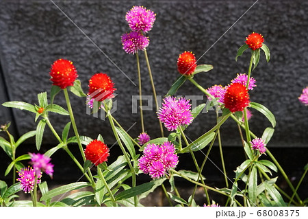 センニチコウ 紅色花 01 センニチコウ 紅色花 01 68008375