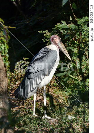 アフリカハゲコウ 68008418