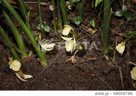 ミヨウガ生育中 ミヨウガ生育中 68008786