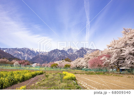 【山梨県】桜満開の眞原桜並木と甲斐駒ヶ岳 68009340