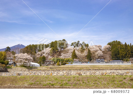 【山梨県北杜市】桜満開の国の史跡・谷戸城趾と八ヶ岳 68009372