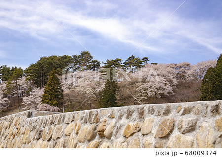 【山梨県北杜市】桜満開の国の史跡・谷戸城趾 68009374