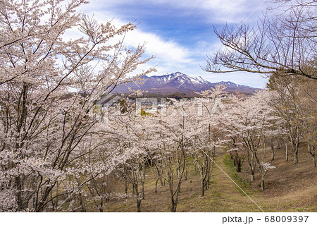 【山梨県北杜市】桜満開の国の史跡・谷戸城趾と八ヶ岳 68009397