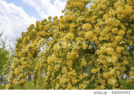 モッコウバラ 68009402