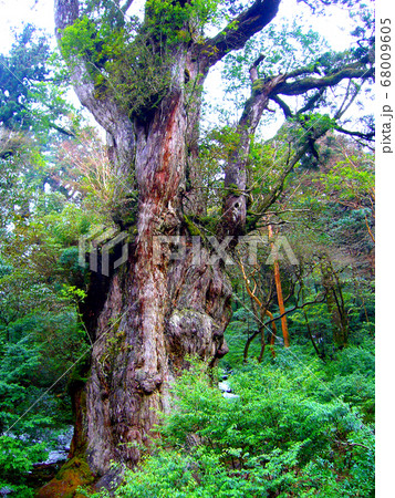 屋久島 世界遺産 縄文杉 屋久島 世界遺産 縄文杉 68009605
