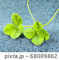クローバー 幸運 四つ葉のクローバー 68009862