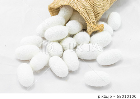 White silk cocoon White silk cocoon 68010100