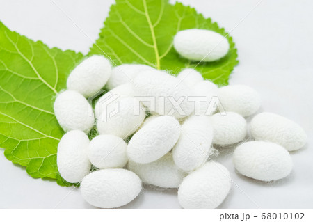 white silk cocoon 68010102