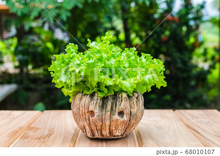 vegetable salad 68010107