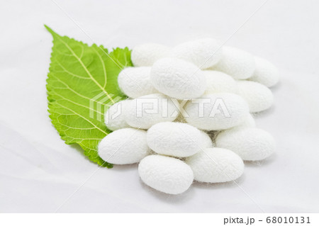 white silk cocoon 68010131