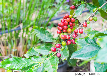 Coffee beans ripening on tree 68010208