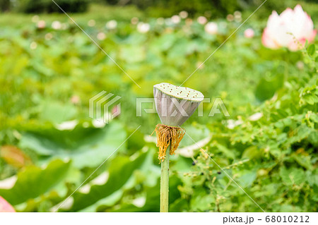 Beautiful lotus flower Beautiful lotus flower 68010212