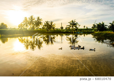 Ducks Ducks 68010470