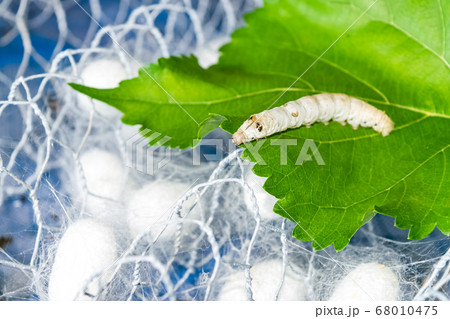 white silk cocoon 68010475