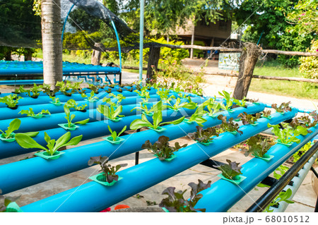 Hydroponics vegetable salad 68010512