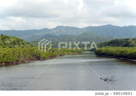沖縄県 西表島の前良川のマングローブ群生地 沖縄県 西表島の前良川のマングローブ群生地 68010601