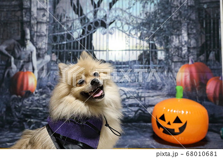 ハロウィン 68010681