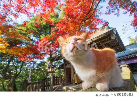 紅葉と猫 68010682
