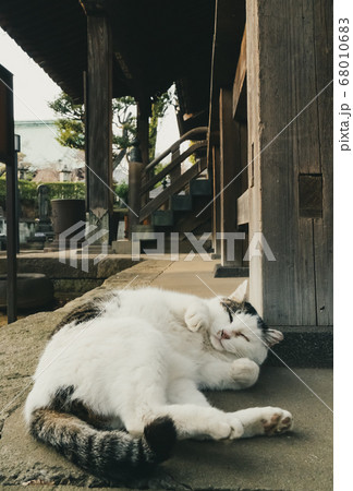 転がる猫 68010683