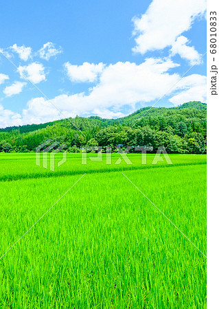 夏の田園風景 夏の田園風景 68010833