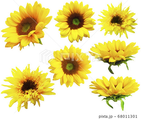 ひまわりの花のアップ 68011301