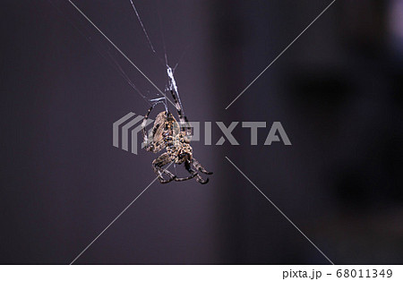 夜のオニグモ 68011349