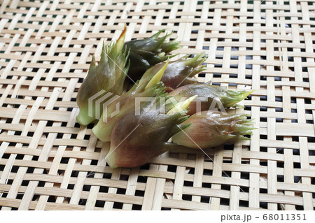 ミヨウガ収穫 ミヨウガ収穫 68011351