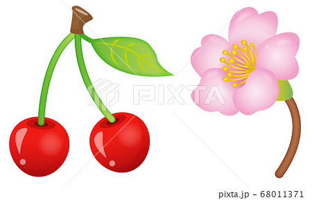 さくらんぼと桜のイラスト素材