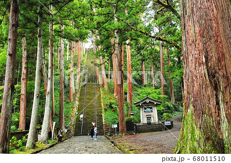 身延山久遠寺 参道 菩提梯 の階段と杉並木の写真素材