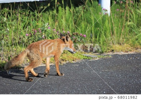 キタキツネの子供 68011982