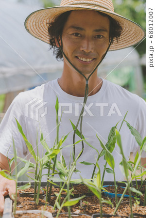 みょうが　苗　農家 68012007