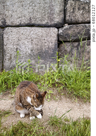動物 猫 哺乳類 68012127