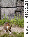 動物 猫 哺乳類 68012128