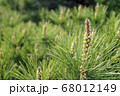 花 植物 クローズアップ 68012149