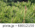 花 植物 クローズアップ 68012150