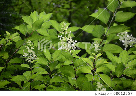 ノリウツギの花 68012557