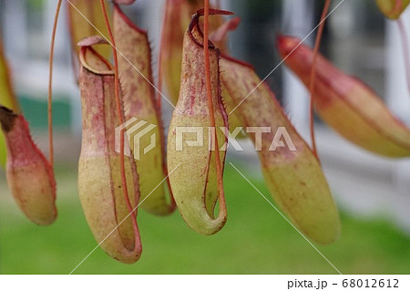 ウツボカズラ 食虫植物 ウツボカズラ 食虫植物 68012612