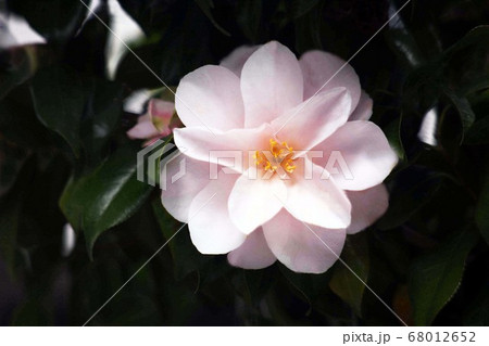 椿　春曙紅の花 68012652