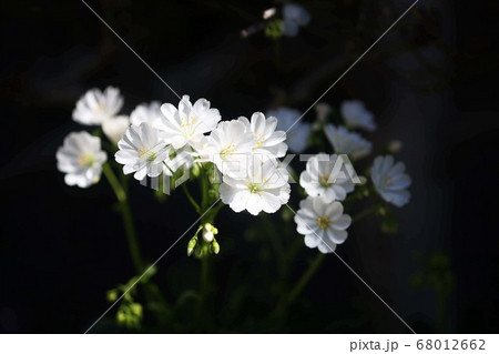 レウイシア  白い花 68012662