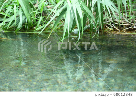 清流と葦 清流と葦 68012848