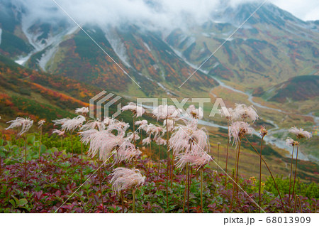 立山連峰の紅葉と高山植物のチングルマ 68013909