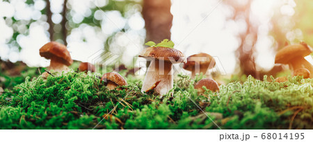 Whild Mushrooms outdoors in the forest in autumn Whild Mushrooms outdoors in the forest in autumn 68014195