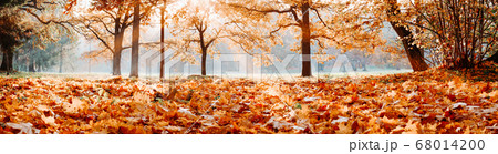 trees in the park in autumn on sunny day trees in the park in autumn on sunny day 68014200
