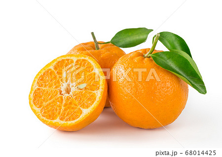 紀州産完熟ポンカン 68014425