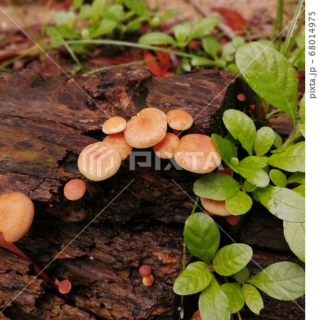 The orang brown mushrooms grow on a log near green bean leaves 68014975