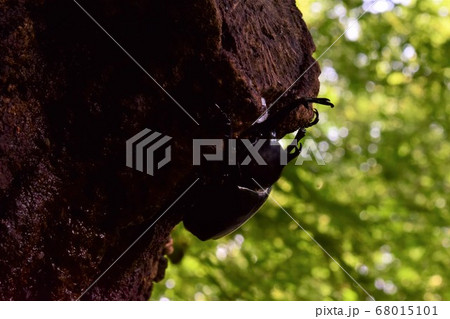 カブトムシ 夏 カブトムシ 夏 68015101